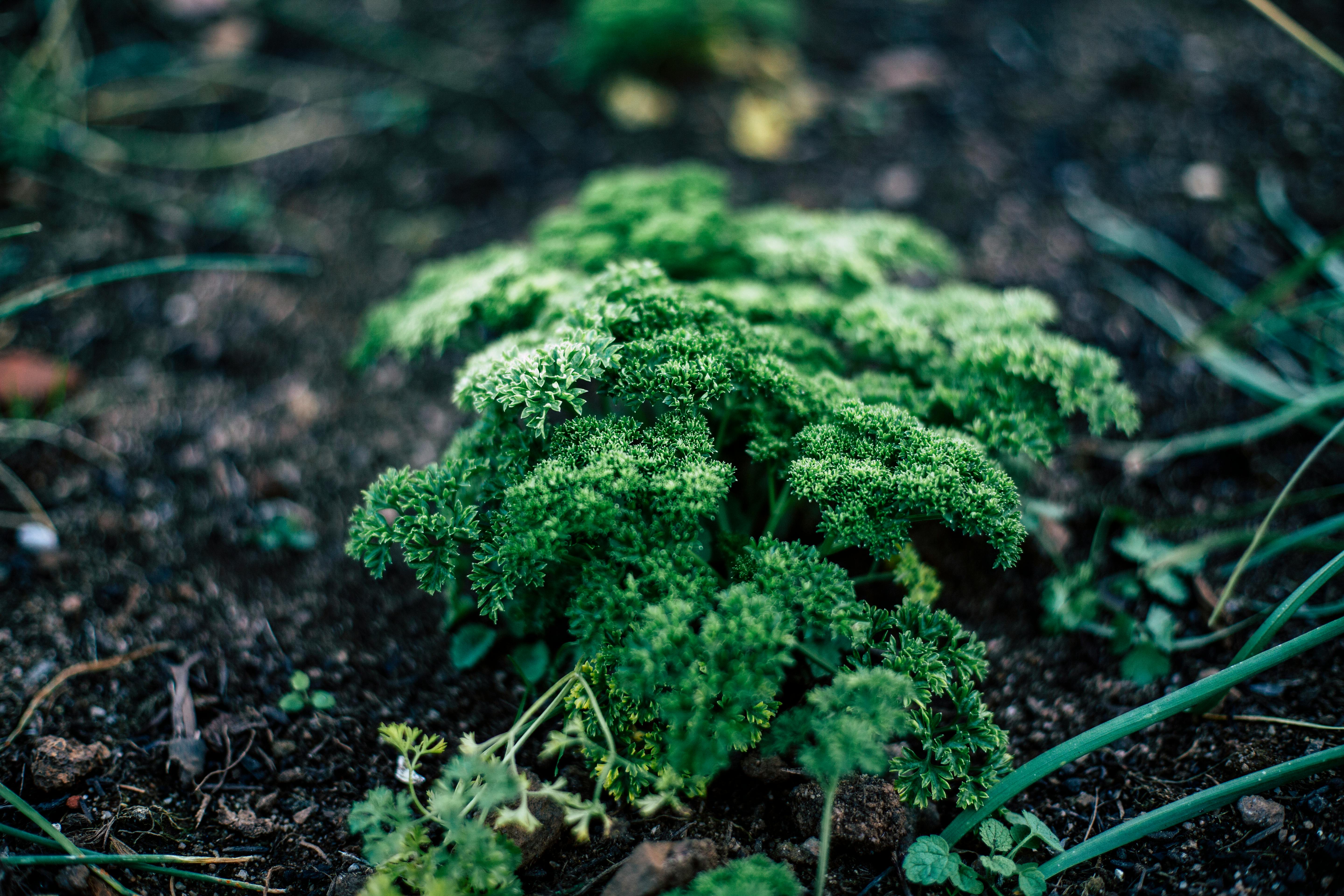 herb garden